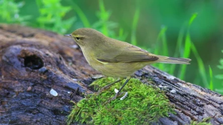 Pierwiosnek jest bliskim krewnym nowo odkrytej świstunki z Japonii