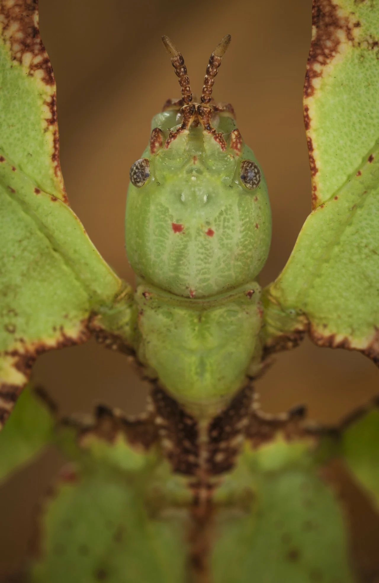 zielony owad o liściastym wyglądzie ciała, z charakterystycznymi, rozłożystymi skrzydłami o brązowych krawędziach i dużymi, fasetkowatymi oczami rozmieszczonymi po bokach głowy