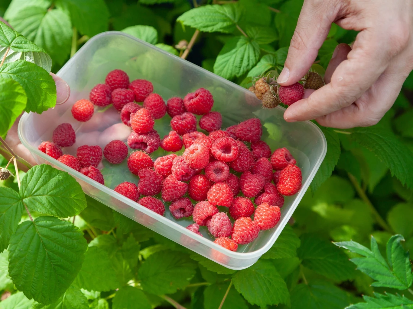 Dłoń zbierająca do przezroczystego pojemnika świeże, czerwone maliny otoczone zielonymi liśćmi krzewu malinowego.