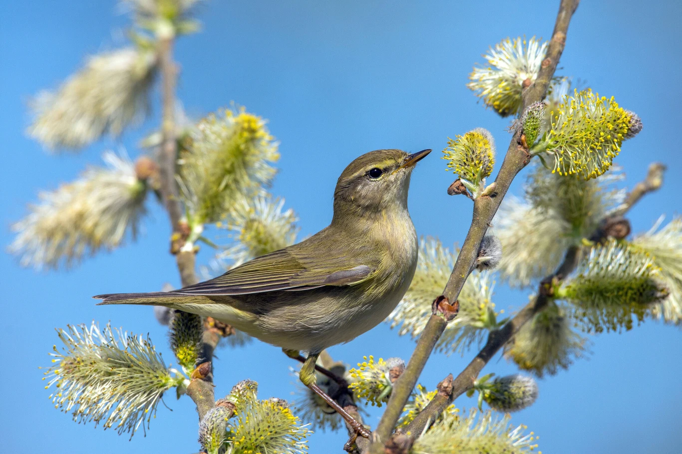 Mały, oliwkowozielony ptak siedzący na kwitnącej gałęzi wierzby, otoczony puszystymi bazimi kwiatostanami na tle jasnoniebieskiego nieba.