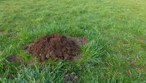 Włóż to do kopca. Długo nie zobaczysz kreta w ogrodzie