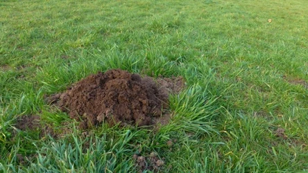 Kret w ogrodzie to spore zagrożenie dla sadzonek. Jak na to zaradzić?