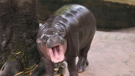 Mężczyzna wszedł na wybieg tego małego hipopotama