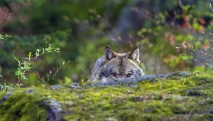 Przerażający drapieżnik podszedł blisko. Internauci zamarli 