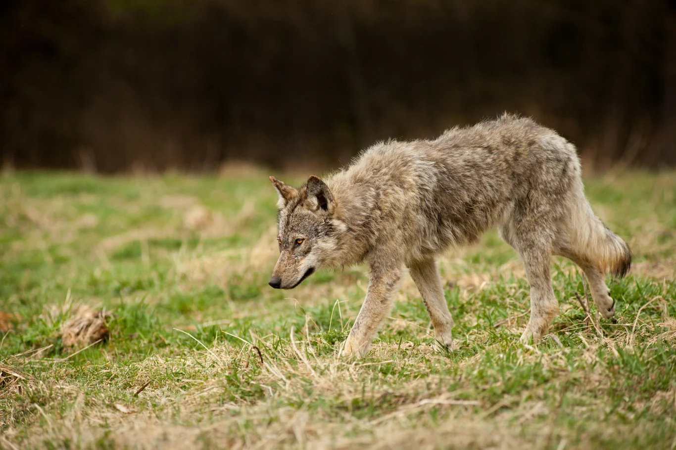 samotny wilk o szarej sierści idący przez trawiastą polanę, z opuszczoną głową i czujnym spojrzeniem, w tle rozmyte ciemne drzewa