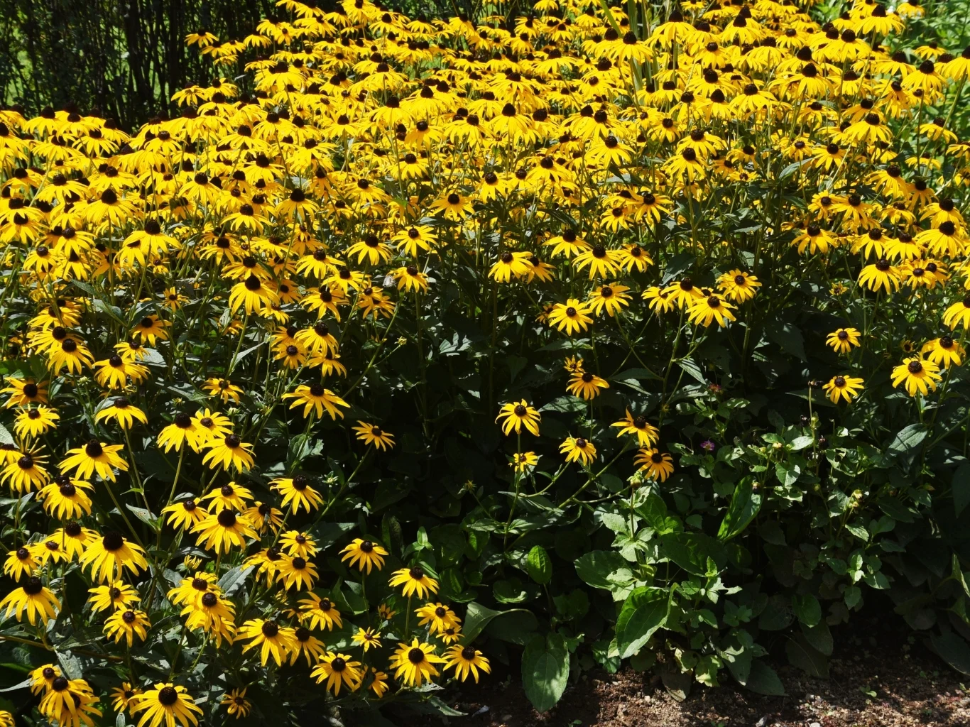 gęsty kobierzec żółtych kwiatów rudbekii otoczony zielonymi liśćmi, tworzący intensywną i jednolitą plamę barwy w ogrodzie