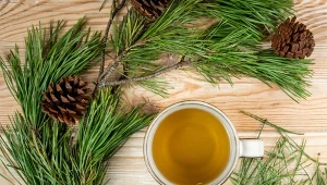 Ten napar poprawi odporność po zimie. Leśnicy dobrze go znają