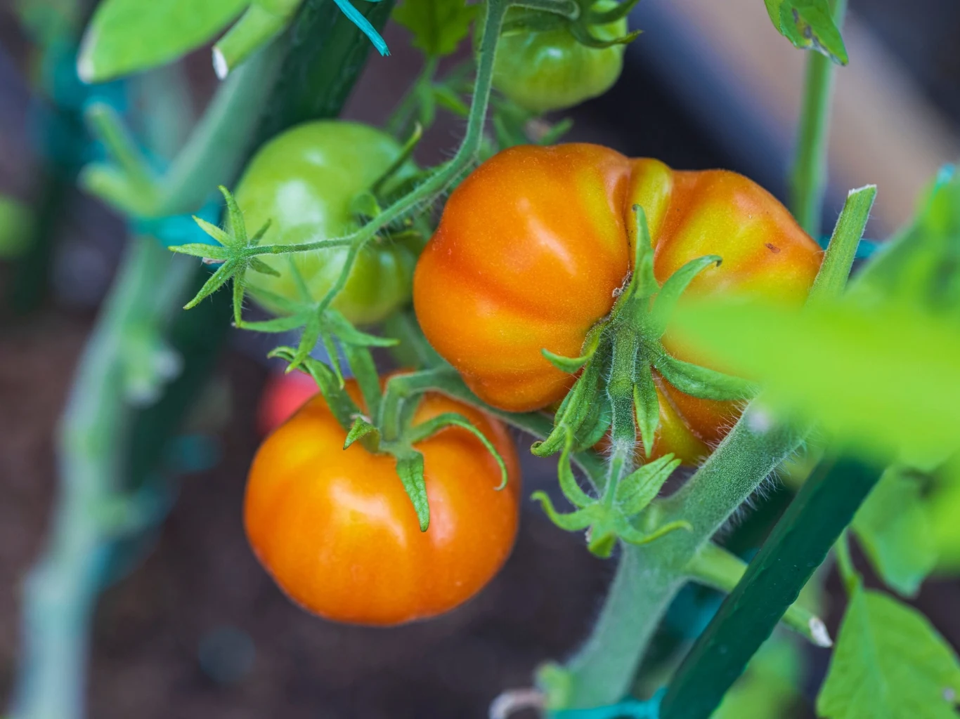Jakich odmian pomidorów warto unikać? dwa dojrzewające pomidory na krzaku, jedna intensywnie pomarańczowa, druga jeszcze zielona, otoczone liśćmi i łodygami