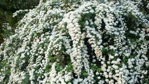 Szybko rośnie i jest jak fontanna kwiatów. Elektryzuje zapachem 