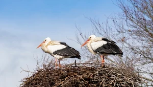 Zamiast drzew, posmaruj brzegi gniazda. Bociany z chęcią się wprowadzą