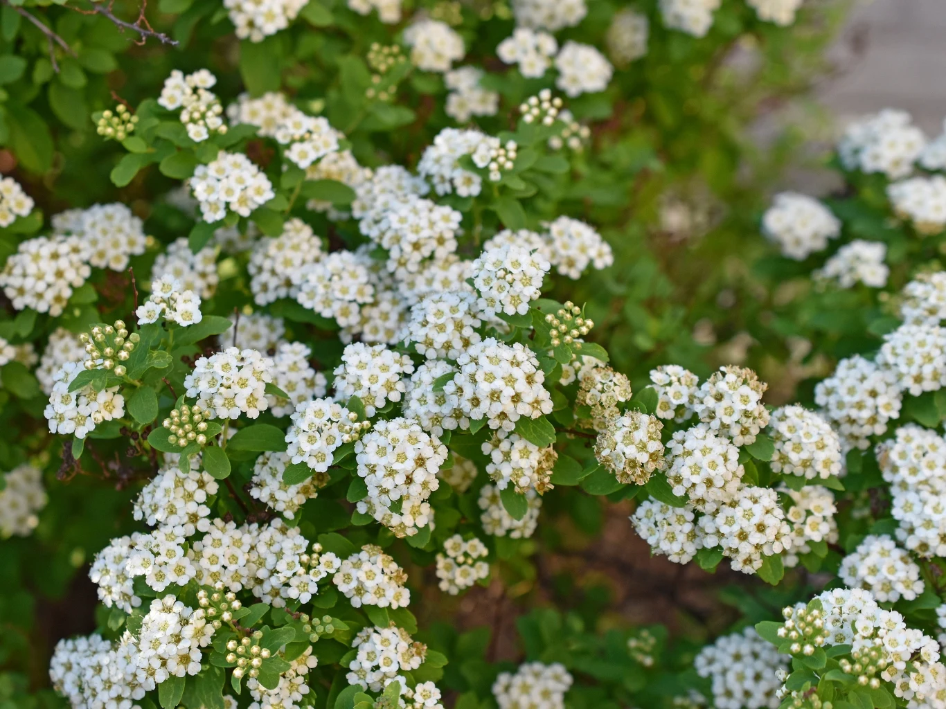 gęsto ułożone, drobne białe kwiaty tawuły van Houtte'a tworzące zwarte, kuliste grona na tle zielonych liści