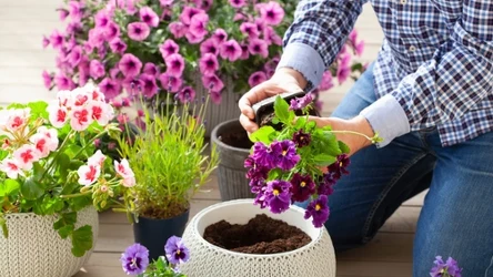 Chcesz uratować bratki przed szarą pleśnią? Koniecznie wykonaj ten zabieg.