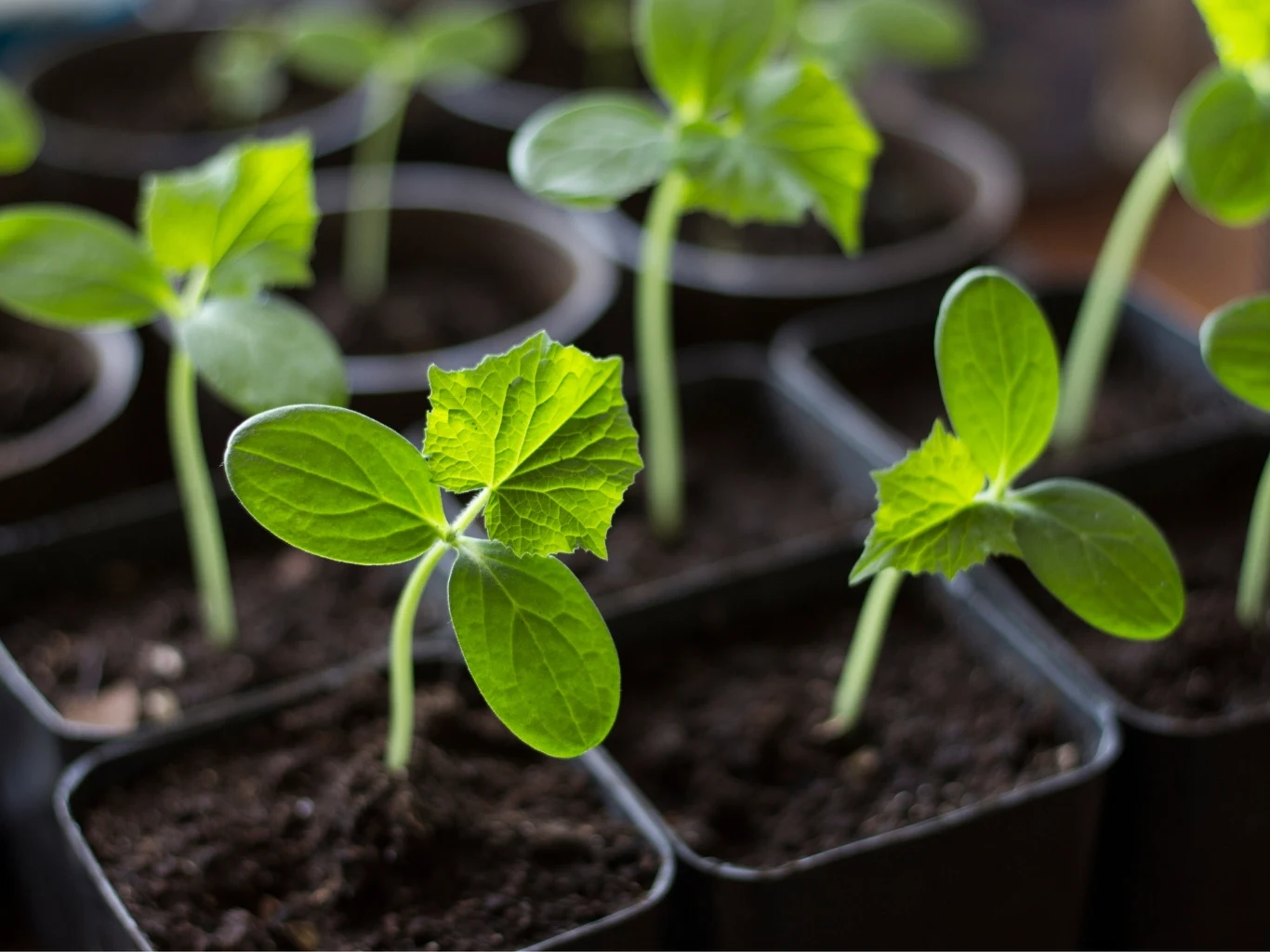 Młode zielone siewki rosnące w czarnych doniczkach na świeżej ziemi, liście intensywnie zielone, podkreślające zdrowy wzrost roślin.