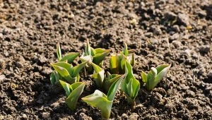 Rozpuść i zacznij podlewać tulipany. Zakwitną bujnie, nim się obejrzysz