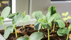 Tak ogrodnicy przygotowują nasiona do wysiewu. Ogórki szybciej kiełkują