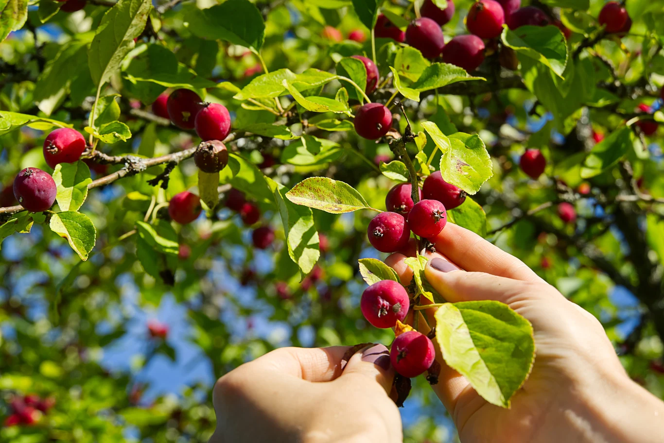 Jabłoń niska, znana jako rajska jabłoń, to drzewko ozdobne, które warto mieć w swoim ogrodzie. Wspaniale się prezentuje, a jego owoce są wyborne. Dłonie trzymają gałąź z czerwonymi jabłkami wśród zielonych liści. Jabłoń niska, zwana rajską jabłonią.