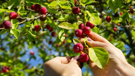 Jabłoń niska, znana jako rajska jabłoń, to drzewko ozdobne, które warto mieć w swoim ogrodzie. Wspaniale się prezentuje, a jego owoce są wyborne.