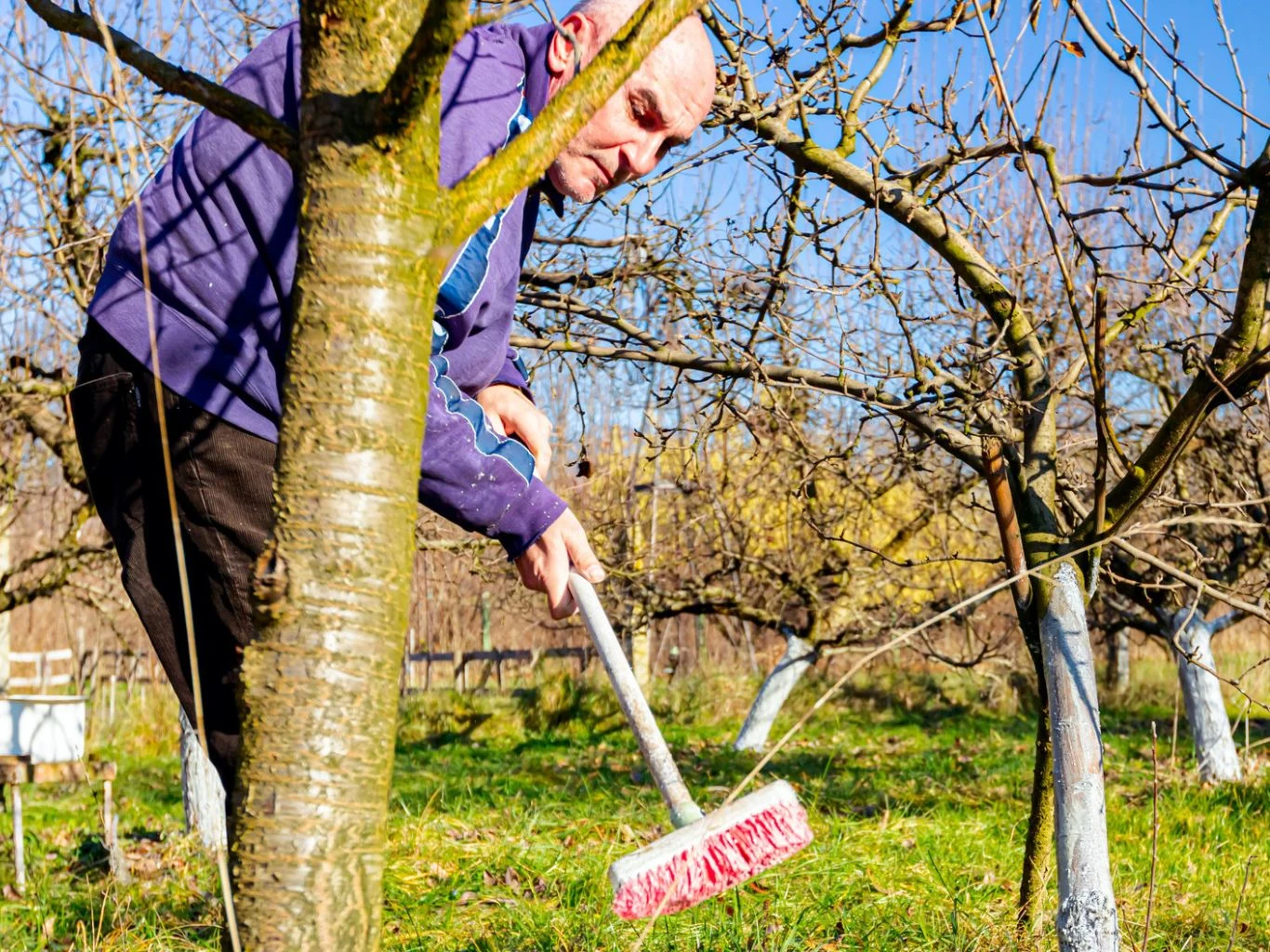 Bielenie drzew owocowych.