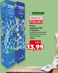 Krzew borówki Polski