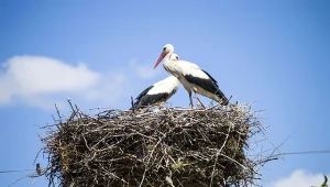 Pomaluj brzegi. Bociany z pewnością nie ominą starego gniazda