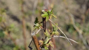 Zakop pod każdym krzaczkiem. Latem będzie wysyp słodkich malin 
