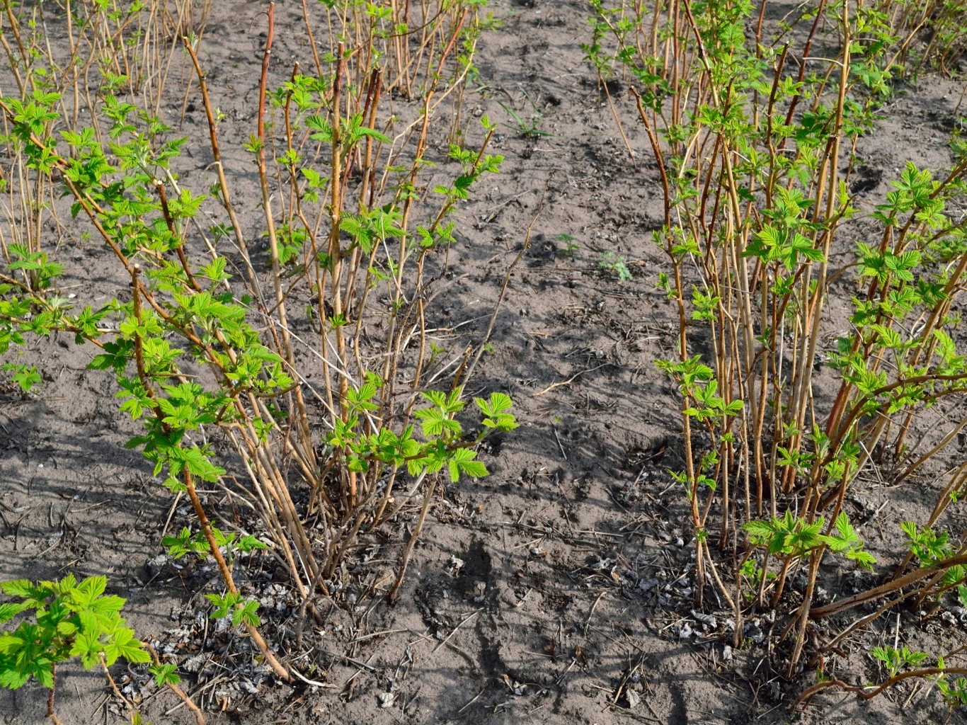 krzewy malin z zielonymi liśćmi wyrastające z piaszczystej, jasno-brązowej ziemi na nieuprawianym polu