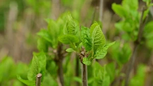 Rozmnażanie hortensji drzewiastej ze zdrewniałych pędów to jeden z najprostszych sposobów na darmowe rośliny w ogrodzie.