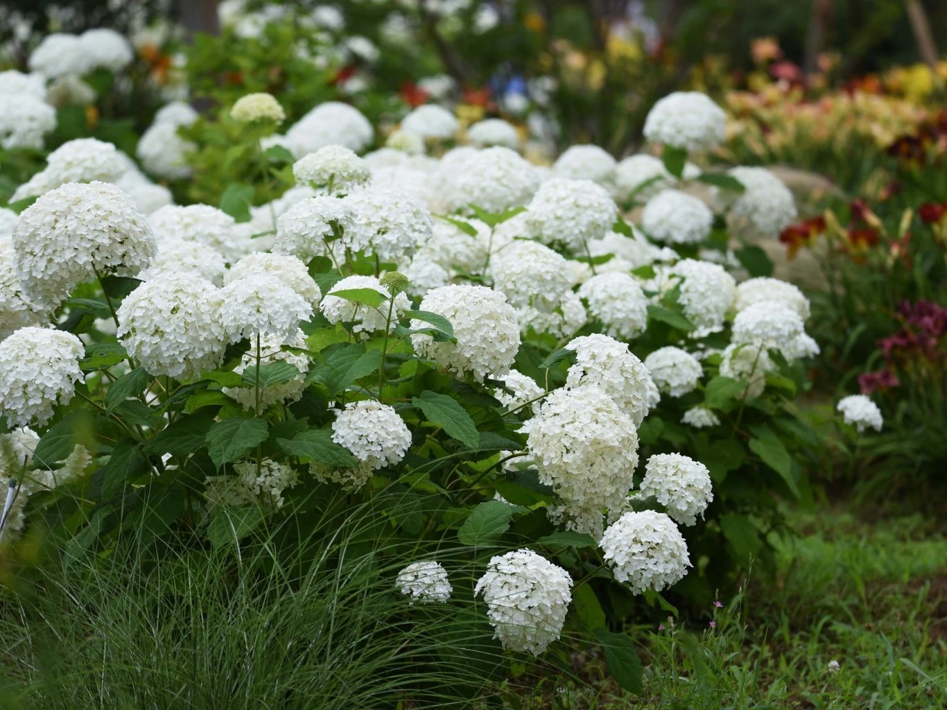 Bujne krzewy hortensji o kulistych, białych kwiatach dominują wśród zielonych liści i soczystej trawy, z odrobiną kolorowych kwiatów w tle.