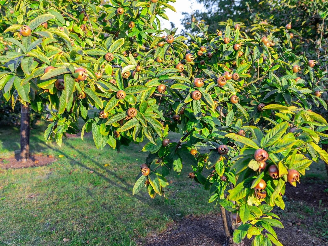 rozłożyste drzewko o błyszczących, lancetowatych liściach z licznymi brązowymi owocami nieszpułki wyrastającymi gęsto na gałęziach, otoczone zielonym trawnikiem w ogrodzie