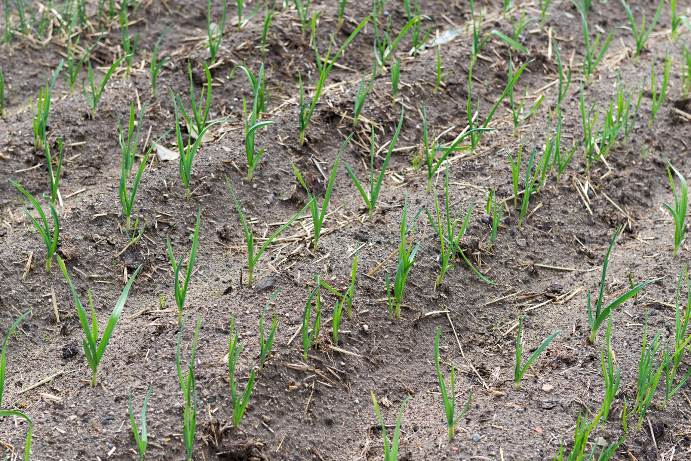 Młode zielone pędy wyrastające z wilgotnej, brązowej gleby, równomiernie rozłożone na powierzchni pola uprawnego.
