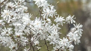 O tę roślinę pytają mnie wszystkie sąsiadki. Zachwyca swoimi kwiatami 