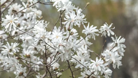 Ta roślina ma piękne kwiaty, które pojawiają się już na początku wiosny