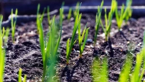 Sypnij pod wschodzący czosnek zimowy. Główki będą jak piłki tenisowe