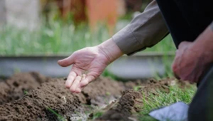 Wysiej tam, gdzie ostatnio rosły pomidory. Uzdrowi jałową glebę
