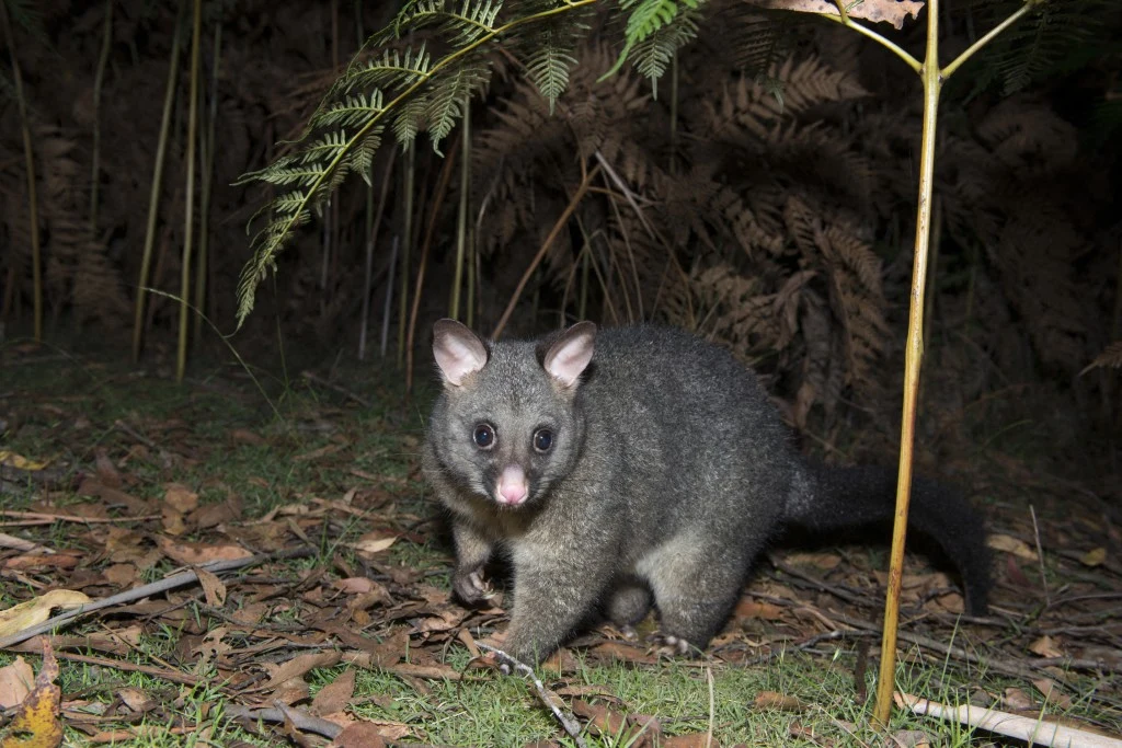 szary kangur workowaty z dużymi uszami i różowym nosem stoi na ziemi pokrytej opadłymi liśćmi, otoczony paprociami w leśnym otoczeniu