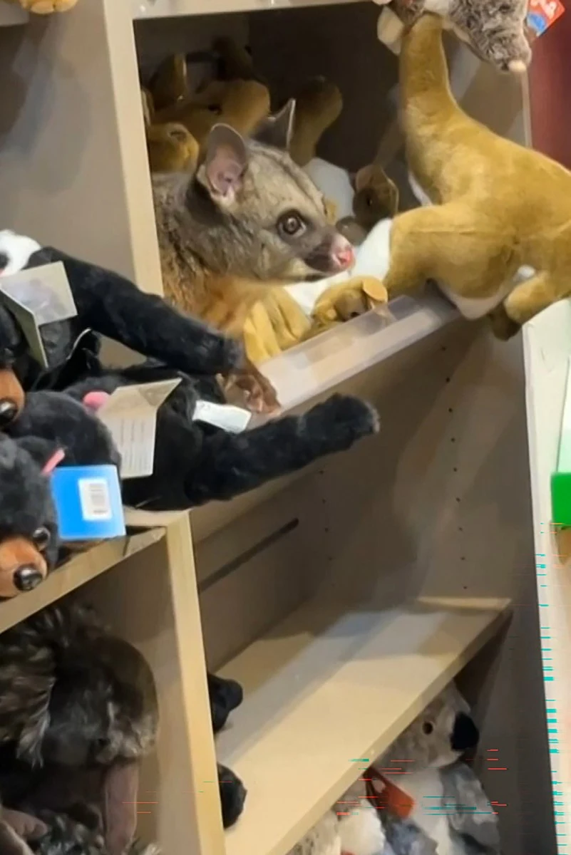 prawdziwe zwierzę z głową wystającą między pluszowymi maskotkami na sklepowej półce, kontrastujące z otaczającymi je zabawkami