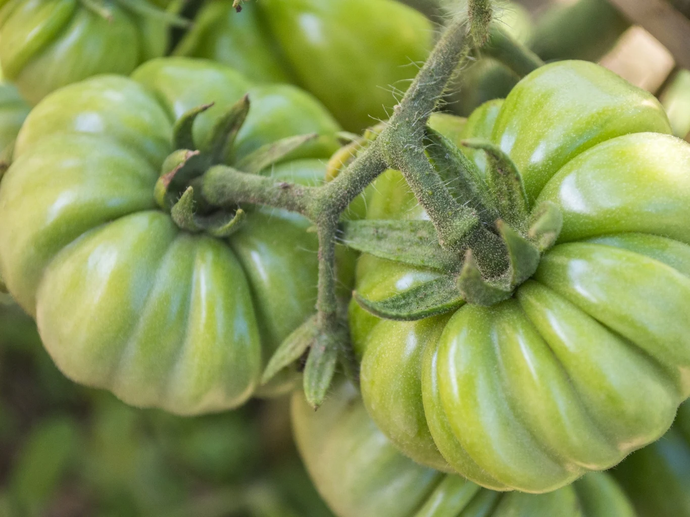 zielone, dojrzewające na krzaku pomidory o żebrowanej powierzchni, widoczne detale liści i mięsistych, mięsistych owoców