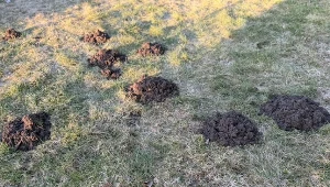 Polej obficie każdy kopiec. Krety szybciutko uciekną z ogrodu