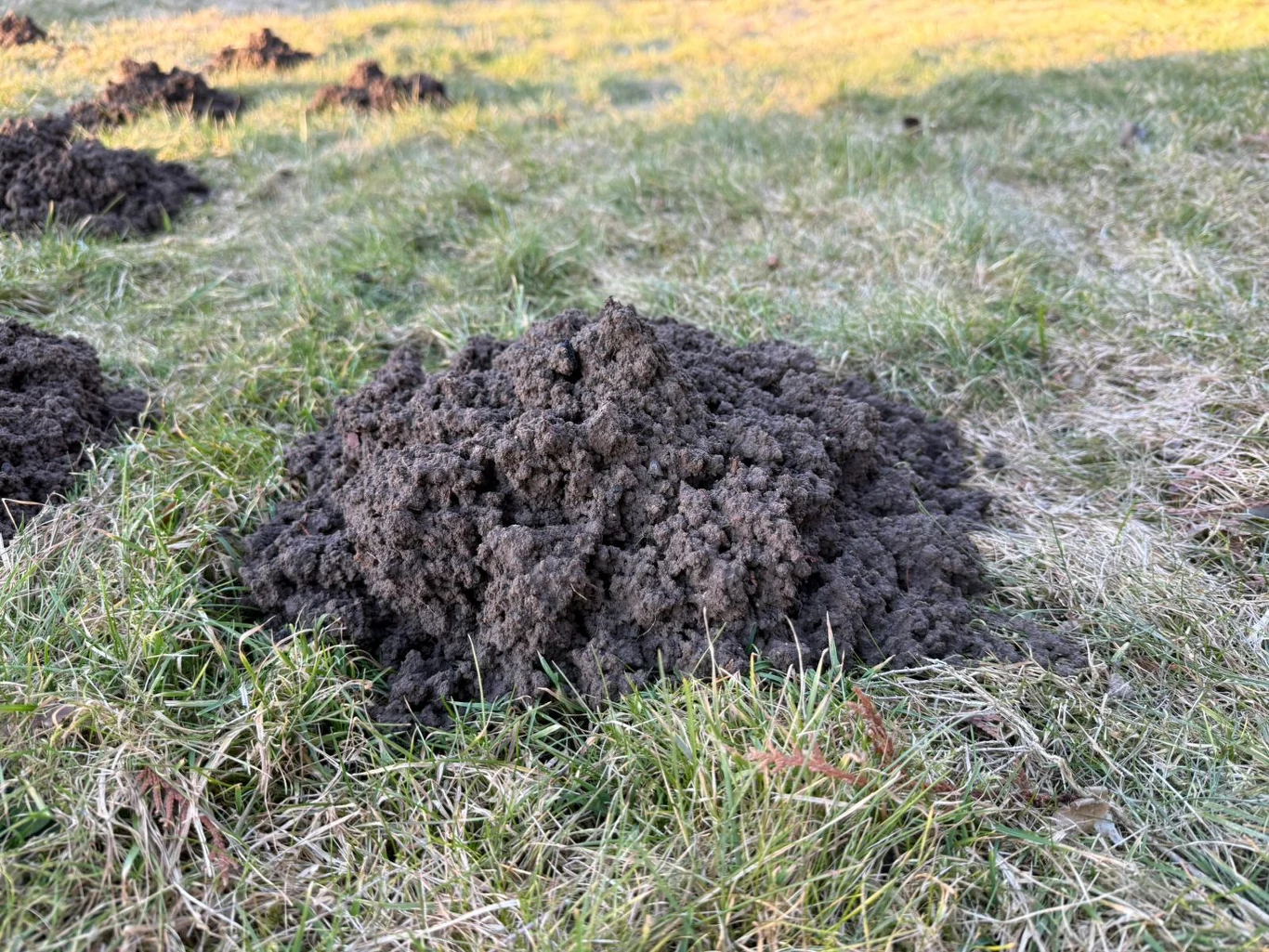 Kopiec kreta na trawniku w ogrodzie.