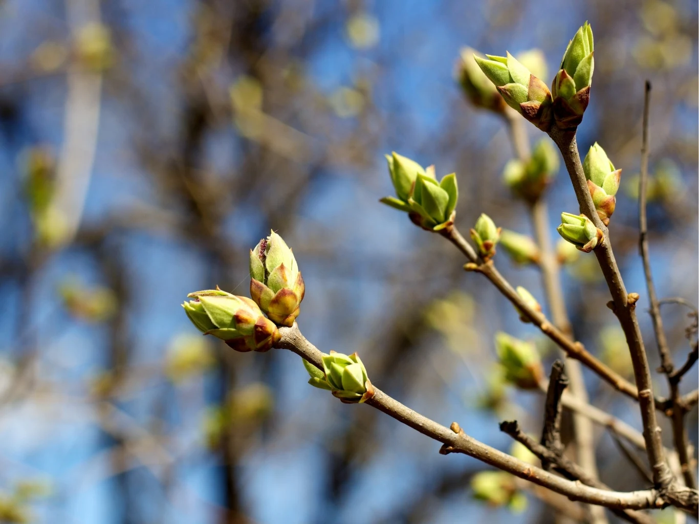 gałązki drzewa jabłoni pokryte świeżymi, zielonymi pąkami na tle rozmytego nieba i innych gałęzi