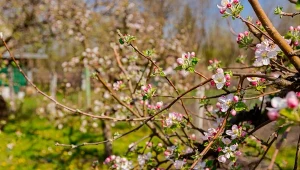 Co sadzić pod jabłoniami? Ochronisz je przed parchem i szkodnikami