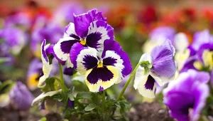 Tych roślin nie sadź obok bratków. Zwiędną szybciej, niż się spodziewasz 