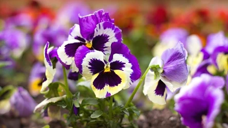 Jakich roślin nie powinniśmy sadzić w pobliżu bratków?