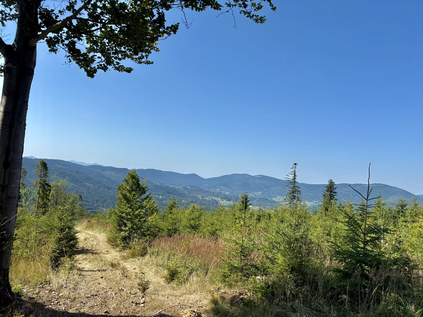 leśna ścieżka prowadząca przez zarośnięte polany, otoczona młodymi drzewami i krzewami, w tle rozległa panorama gór pod bezchmurnym, błękitnym niebem