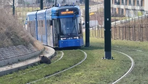 Dzik zablokował przejazd krakowskiego tramwaju. Interweniowały służby
