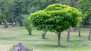 Kiedy przycinać katalpę? Wybór odpowiedniego terminu zapewni roślinie zdrowy wygląd.