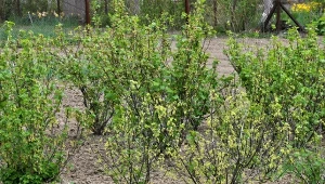 Czym nawozić porzeczki w marcu i kwietniu? 