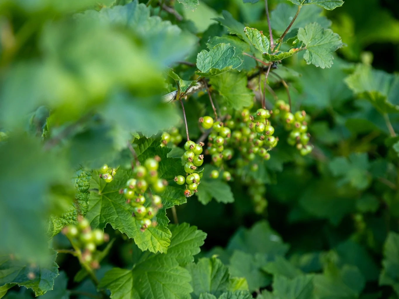 zielone, jeszcze niedojrzałe owoce porzeczki wiszące na gałązkach otoczone gęstymi, wyrazistymi liśćmi