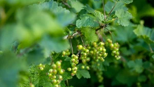 Syp, a nie nadążysz z przerabianiem porzeczek. Nawóz złoto