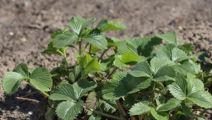 Wystarczy garstka pod krzaczek. To naturalny wzmacniacz dla truskawek